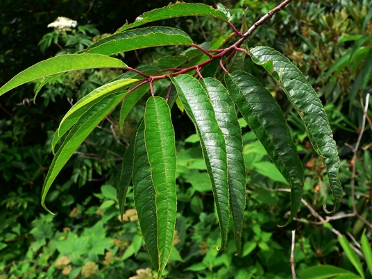 {Prunus pensylvanica}